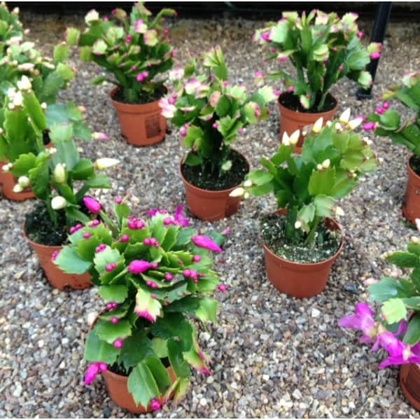 christmas cactus colours pink, red, white and purple