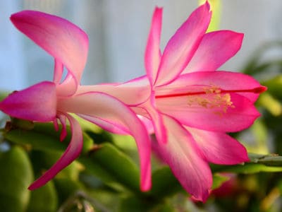 christmas catus blooms and how to get them to flower