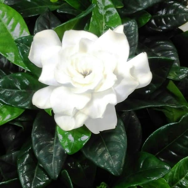gardenia plants with produce creamy white scented flowers.