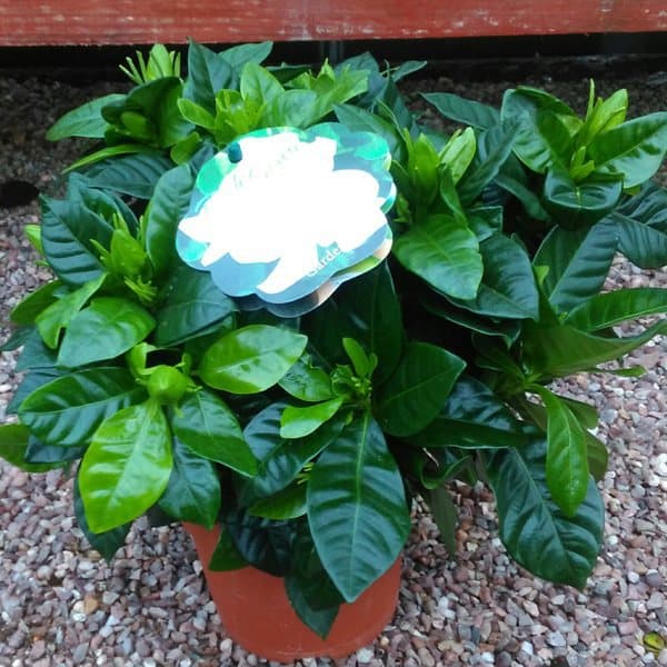 gardenia plants grown as a house plant