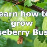 growing gooseberries for bumper crops. how to grow this fruit bush