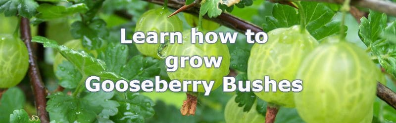 growing gooseberries for bumper crops. how to grow this fruit bush