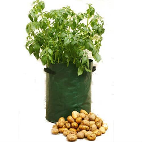 how to grow potatoes in pots