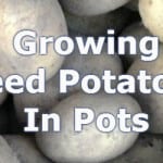 growing seed potaoes in pots