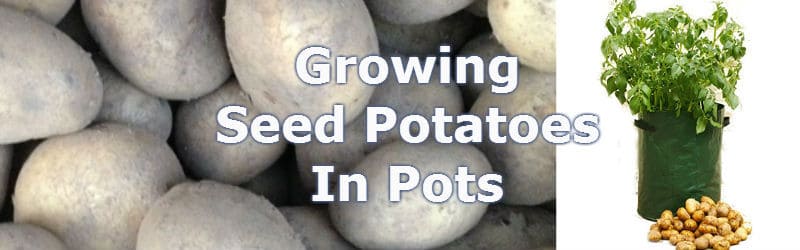 growing seed potaoes in pots