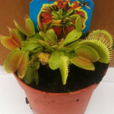 growing venus fly trap