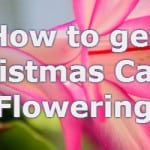 how to get christmas cactus flowering