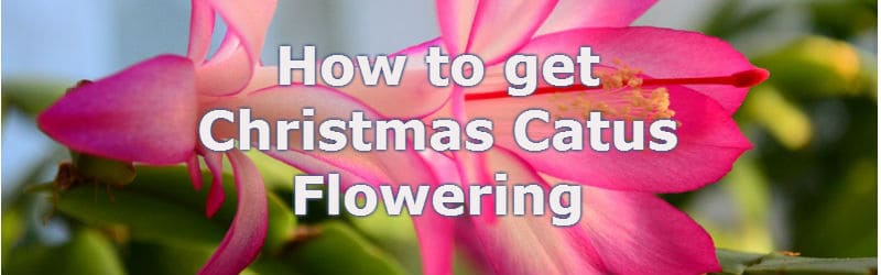 how to get christmas cactus flowering