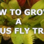 how to look after a venus fly trap