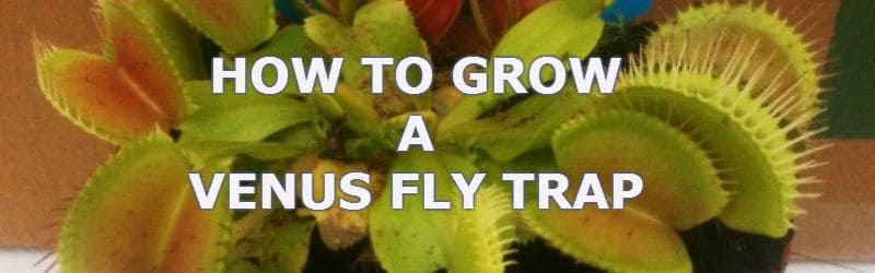 how to look after a venus fly trap