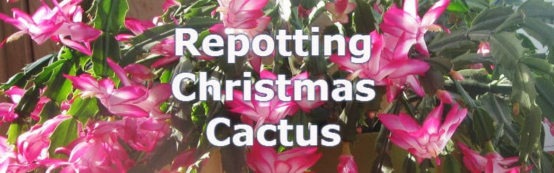 Repotting Christmas Cactus is done after flowering which is usually around January.