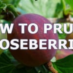 prune gooseberries helps promote more fruit and prevent diseases