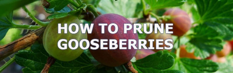 prune gooseberries helps promote more fruit and prevent diseases