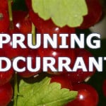 how to prune redcurrants