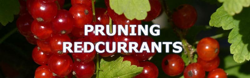 how to prune redcurrants