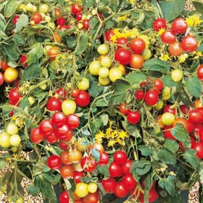 tumbler tomato ideal for hanging baskets