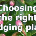 types of hedges and which to plant for what situation