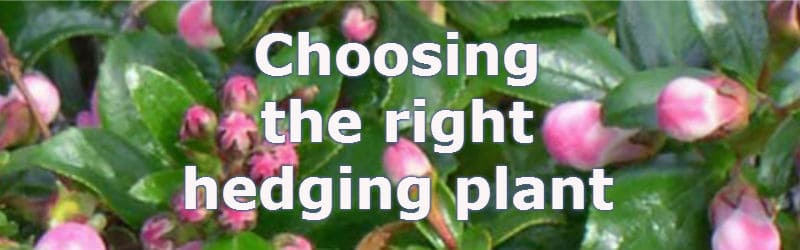 types of hedges and which to plant for what situation