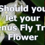 Should you let your Venus Fly Trap flower