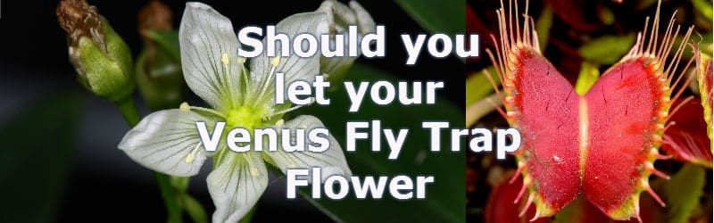 Should I let my Venus Flytrap flower?