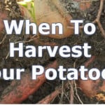 when to harvest potatoes