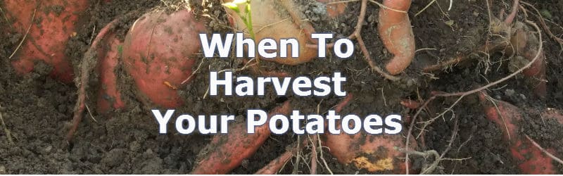 when to harvest potatoes