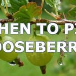 when to pick gooseberries, pick in June to thin and again a few weeks later