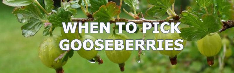 when to pick gooseberries, pick in June to thin and again a few weeks later