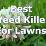 Best weed killer for lawns