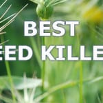 best weed killers reviewed