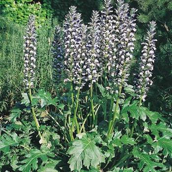 Acanthus mollis perennial suitable for providing ground cover