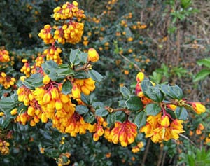 Berberis Darwinii Nana Ground Cover shrub in flower