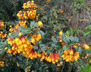 Berberis Darwinii Nana Ground Cover shrub in flower