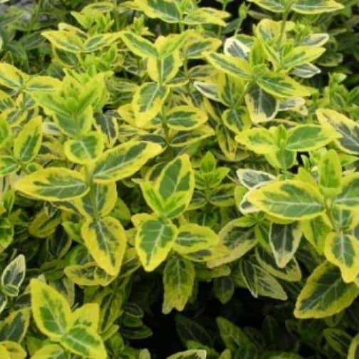 Euonymus Emerald n Gold ground cover shrub - ideal for pots and containers