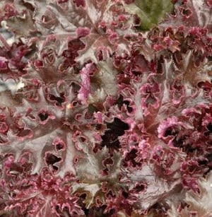 Heuchera Melting Fire perennial ground spreading plant