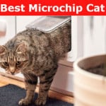 Microchip cat flap reviews