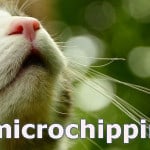 microchipping your cat guide