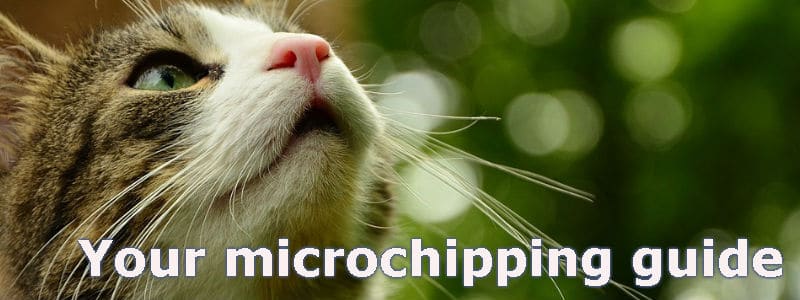 microchipping your cat guide