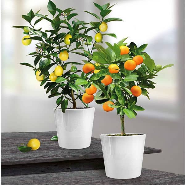 Dwarf Citrus Plant