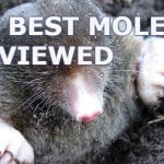 Best mole trap review