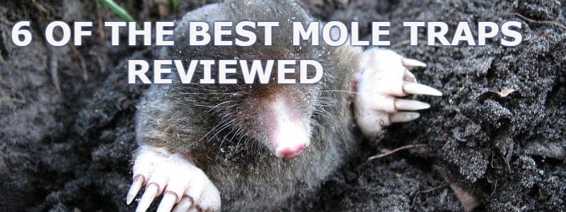 Best mole trap review