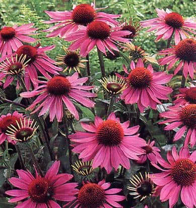 Echinacea purpuruem
