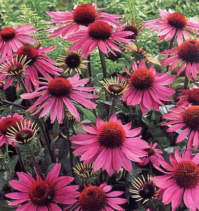 Echinacea purpuruem