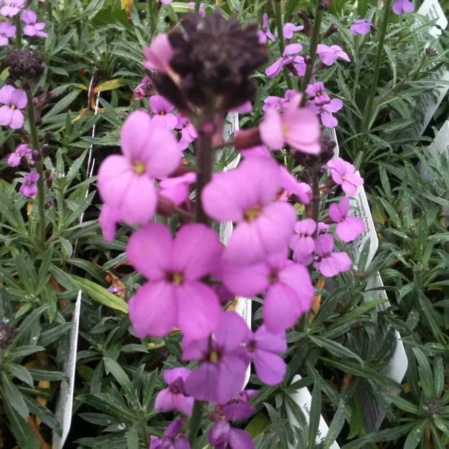 Erysimum Bowles Mauve