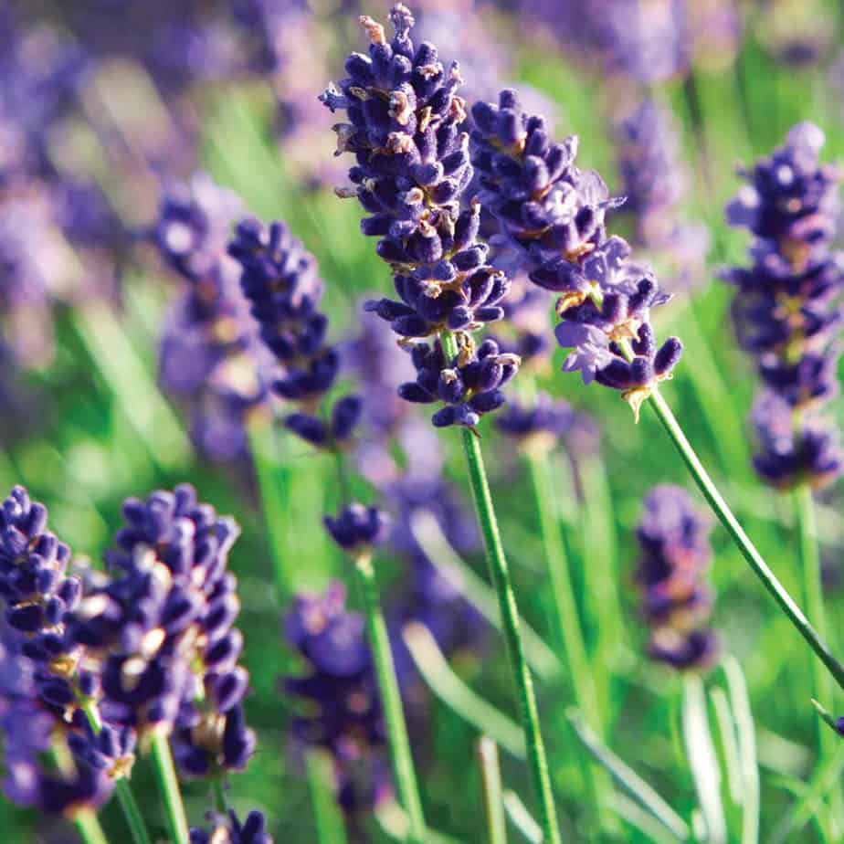 Lavender with purple flowers