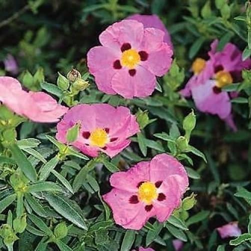 Cistus Purpureus Purple Flower