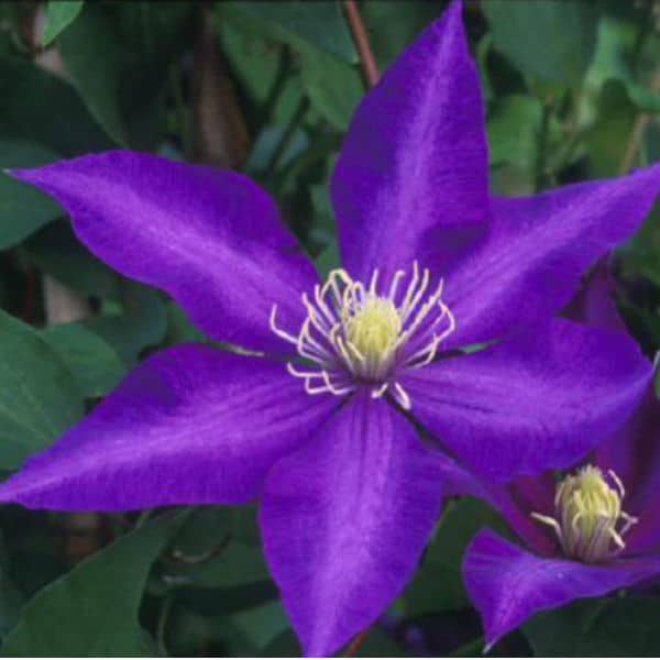 Clematis Daniel Deronda