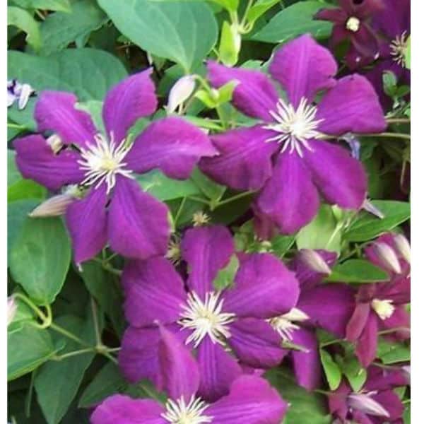 Clematis Etoil Violet