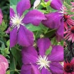 Top 15 plants with purple flowers