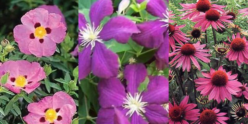 Top 15 plants with purple flowers